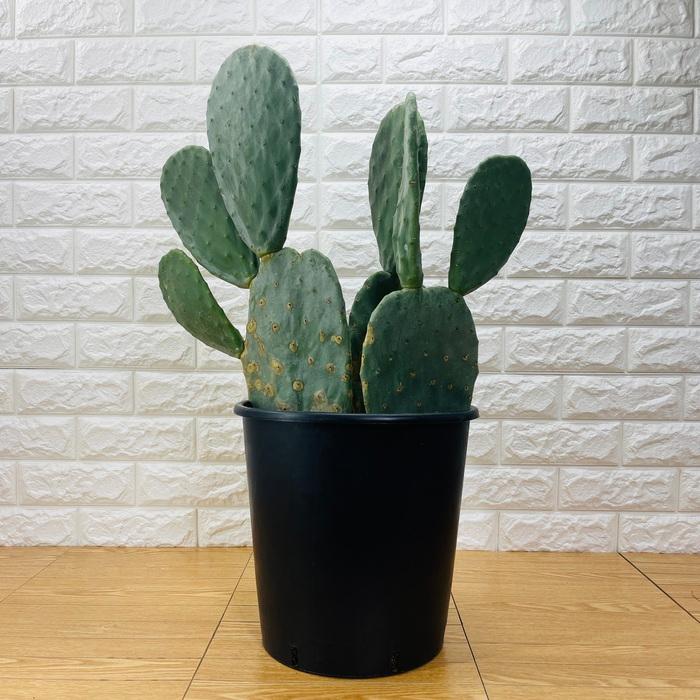 観葉植物 ウチワサボテン オプンチア 8号鉢株 大型 多肉植物