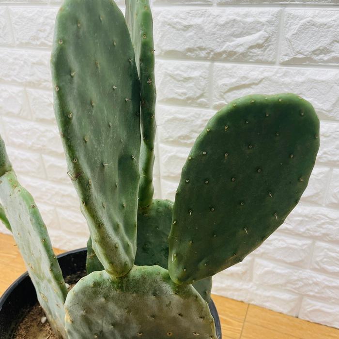 opuntia arizonas オプンチア サボテン 多肉植物 特大苗 観葉植物