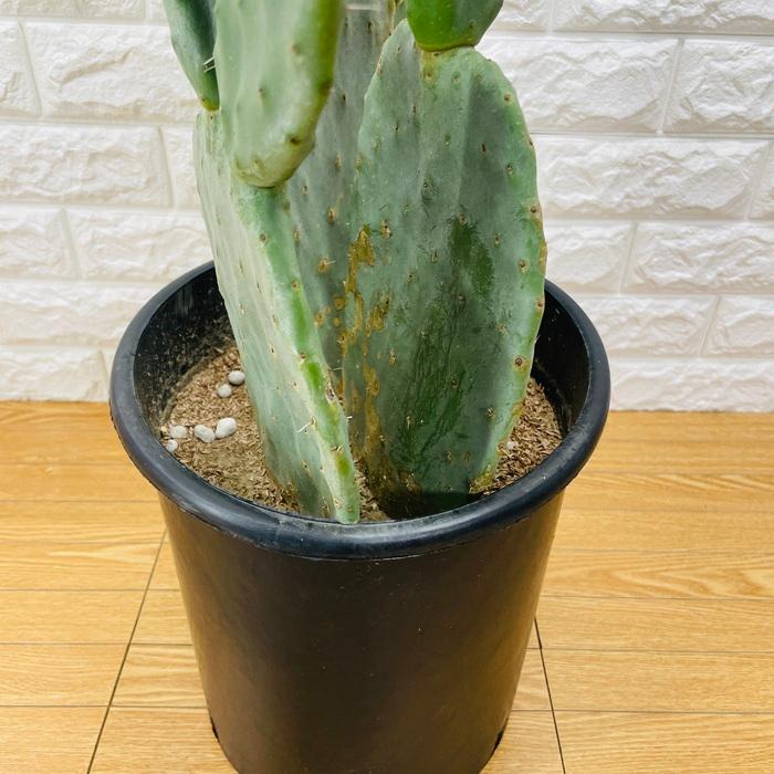 観葉植物 ウチワサボテン オプンチア 8号鉢株 大型 多肉植物