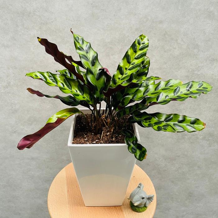 【観葉植物】カラテア インシグニス カラテア・インシグニス(4号) - 広島の多肉とサボテンと観葉植物