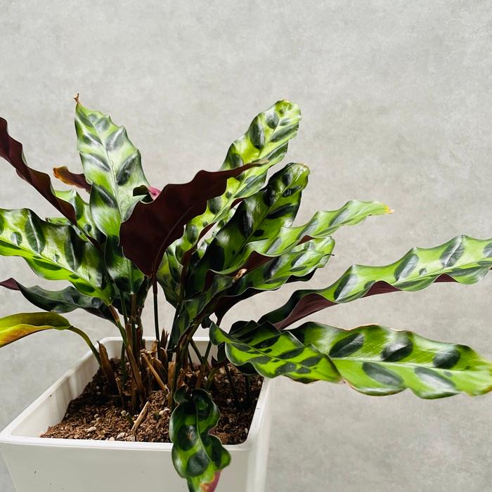 観葉植物 カラテア・インシグニス 5号鉢 ランキフォリア おしゃれな