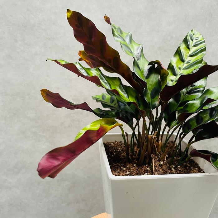 観葉植物 カラテア・インシグニス 5号鉢 ランキフォリア おしゃれな