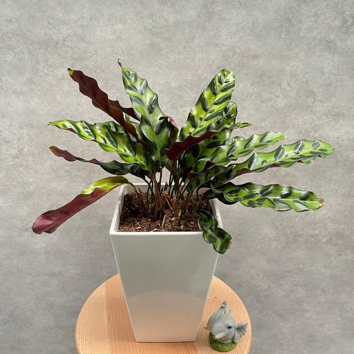 希少　カラテア　インシグネ　インシグニス　ランシフォリア 観葉植物 カラテア・インシグニス 5号鉢 ランキフォリア おしゃれな