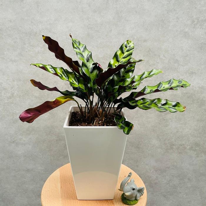 観葉植物　カラテア　ランキフォリア　インシグニス 観葉植物 カラテア・インシグニス 5号鉢 ランキフォリア おしゃれな