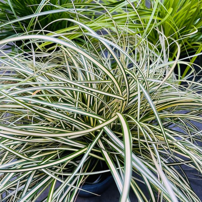 カレックス 5品種セット 寄せ植え用 10株セット 15cm苗 常緑多年草