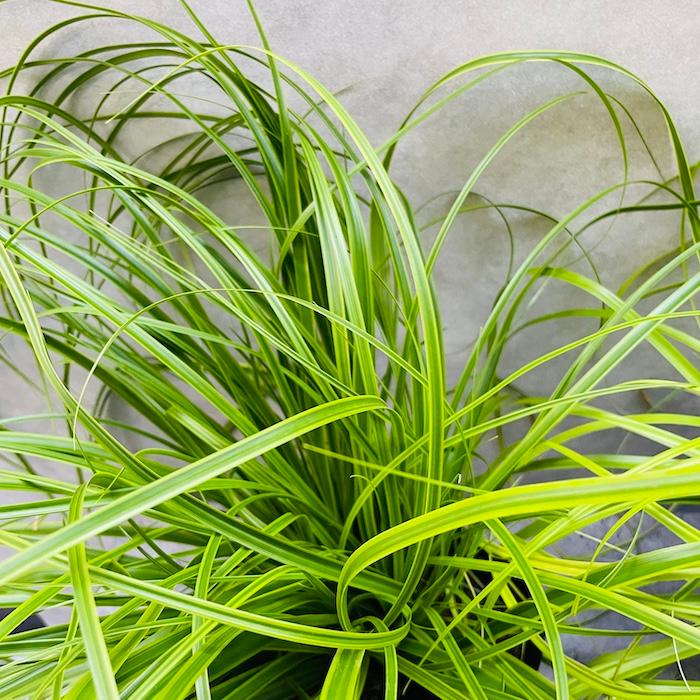 カレックス 5品種セット 寄せ植え用 10株セット 15cm苗 常緑多年草