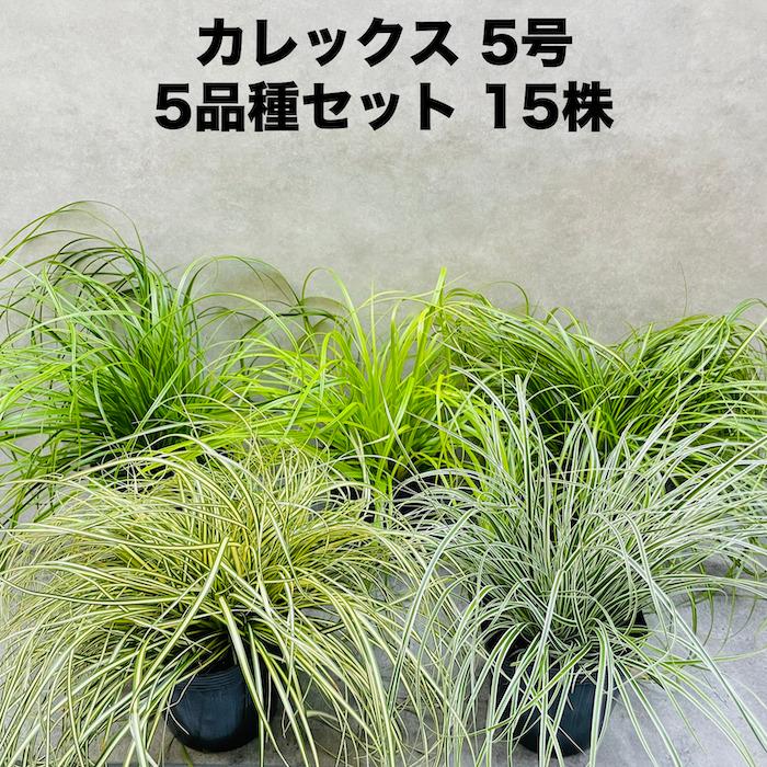 植物 カレックス 5品種セット 寄せ植え用 15株セット 15cm苗 常緑多年草