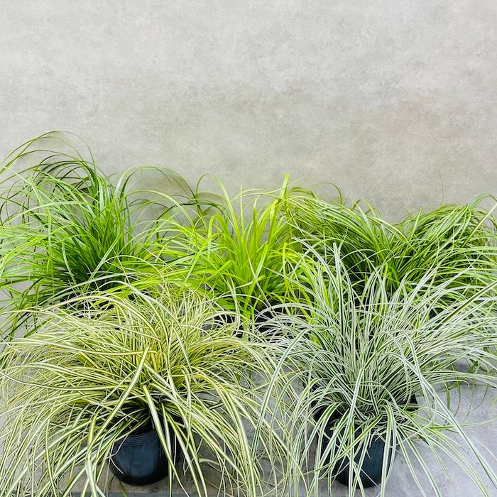 カレックス 5品種セット 寄せ植え用 15株セット 15cm苗 常緑多年草