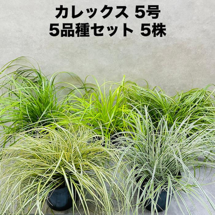 カレックス 5品種セット 寄せ植え用 5株セット 15cm苗 常緑多年草