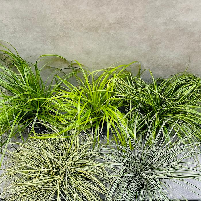 カレックス 5品種セット 寄せ植え用 5株セット 15cm苗 常緑多年草