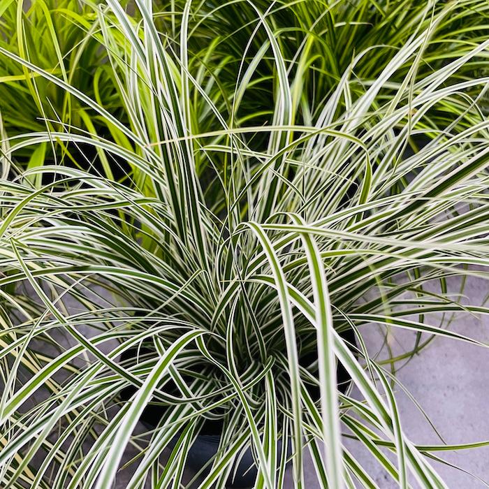 カレックス 5品種セット 寄せ植え用 5株セット 15cm苗 常緑多年草