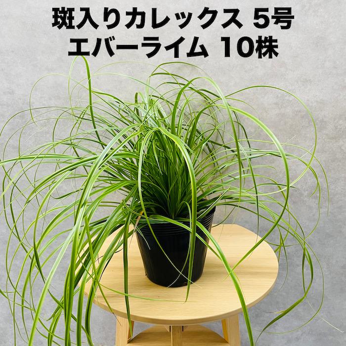 斑入り カレックス オシメンシス エバーライム 10株セット 15cm苗 常緑