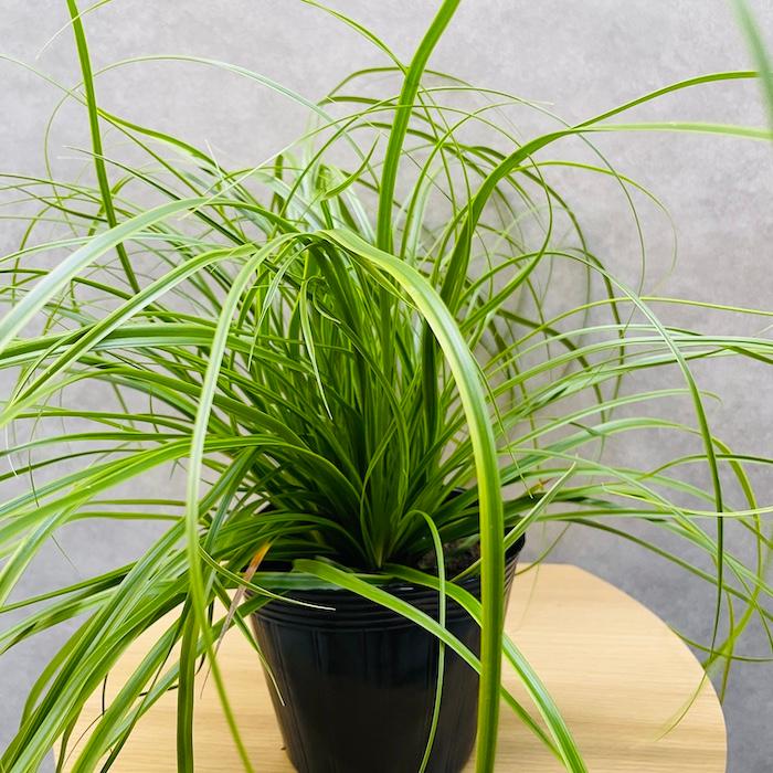 斑入り カレックス オシメンシス エバーライム 10株セット 15cm苗 常緑