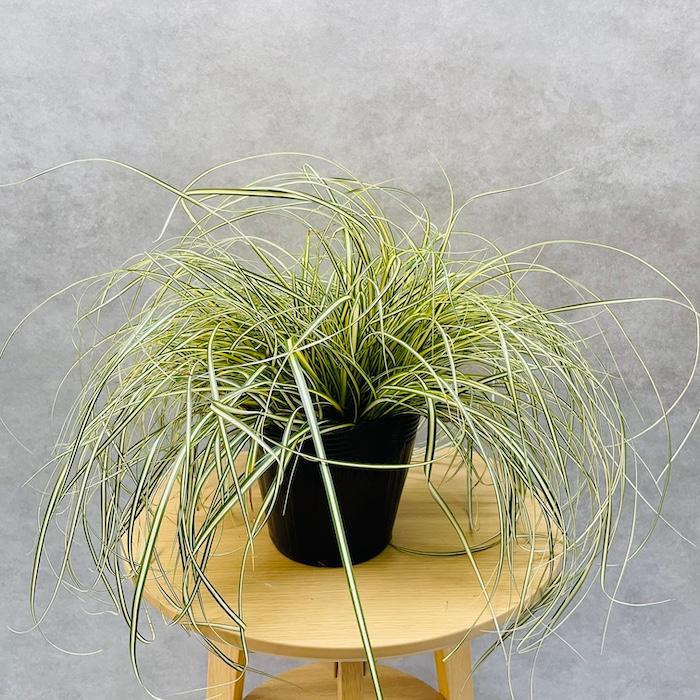 斑入り カレックス オシメンシス エヴァロロ 15株セット 15cmポット苗