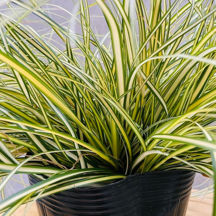 斑入り カレックス オシメンシス エヴァロロ 15株セット 15cmポット苗