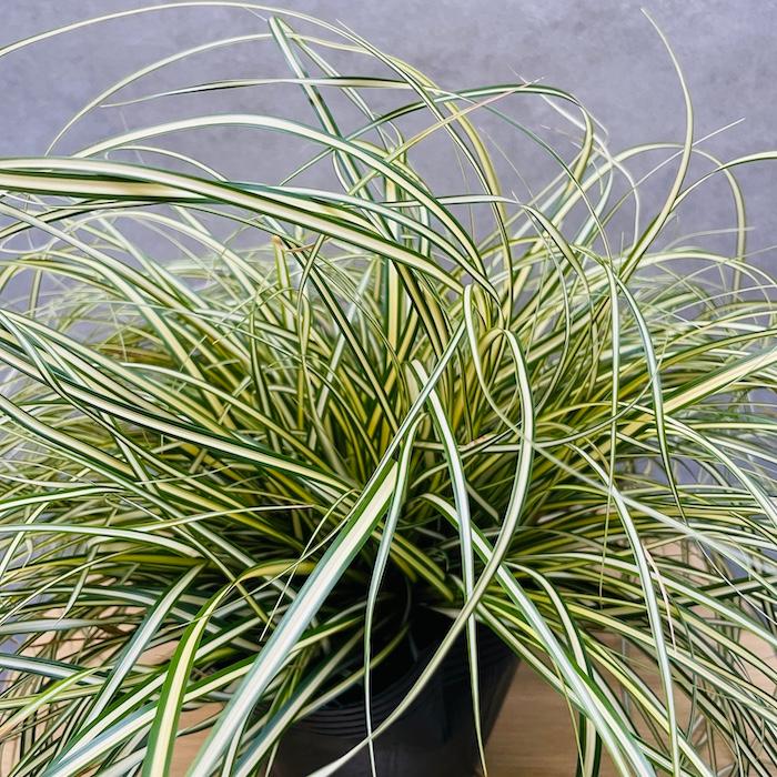 斑入り カレックス オシメンシス エヴァロロ 15株セット 15cmポット苗