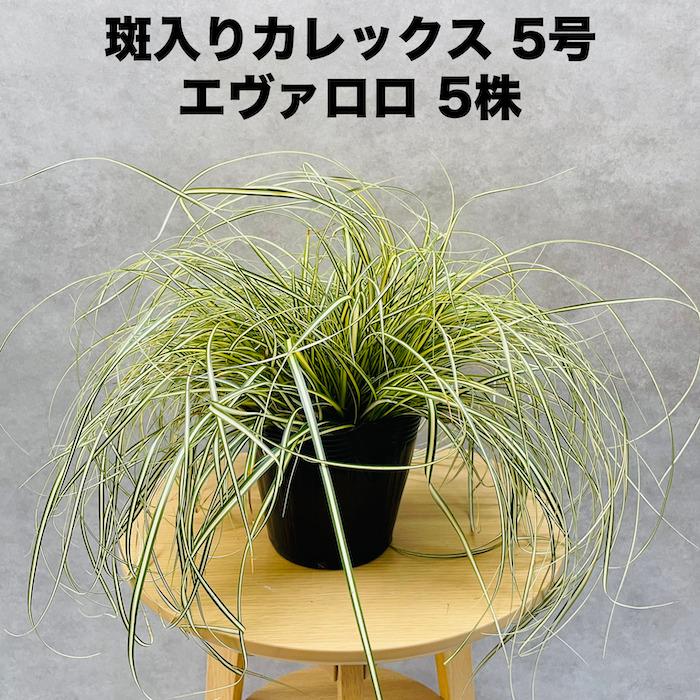 斑入り カレックス オシメンシス エヴァロロ 5株セット 15cmポット苗