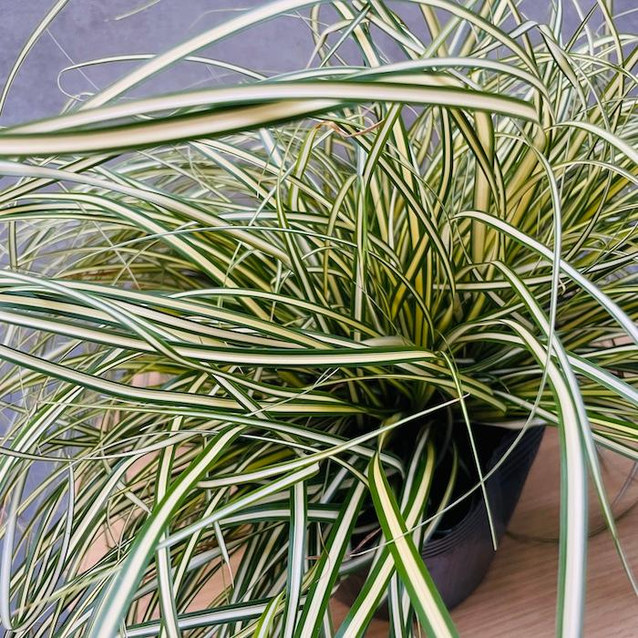 斑入り カレックス オシメンシス エヴァロロ 5株セット 15cmポット苗 常緑多年草 グランドカバー カラーリーフ 庭 寄せ植え |  | 02