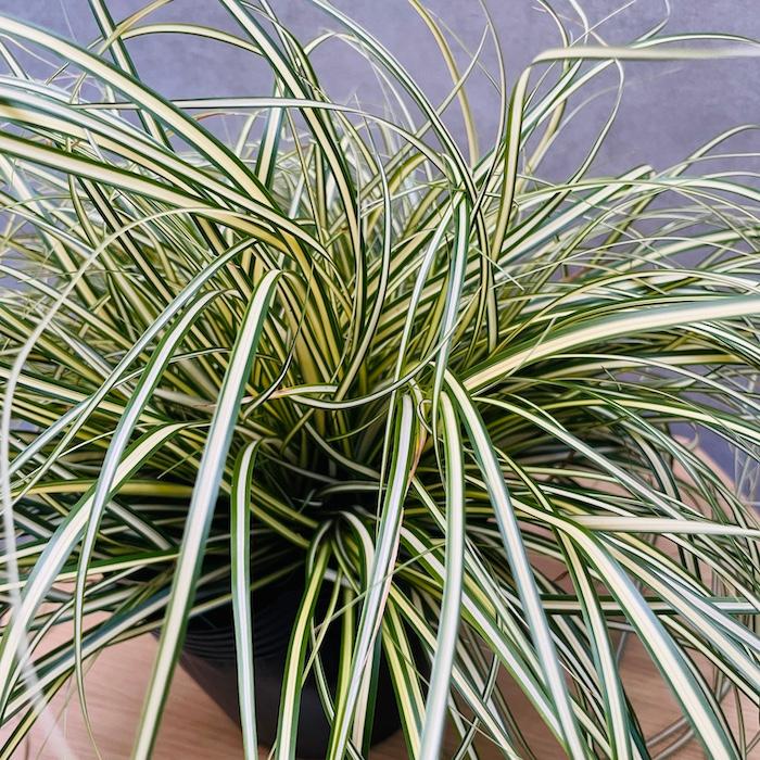 斑入り カレックス オシメンシス エヴァロロ 5株セット 15cmポット苗 常緑多年草 グランドカバー カラーリーフ 庭 寄せ植え |  | 04