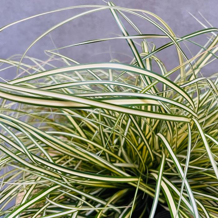 斑入り カレックス オシメンシス エヴァロロ 5株セット 15cmポット苗 常緑多年草 グランドカバー カラーリーフ 庭 寄せ植え |  | 05