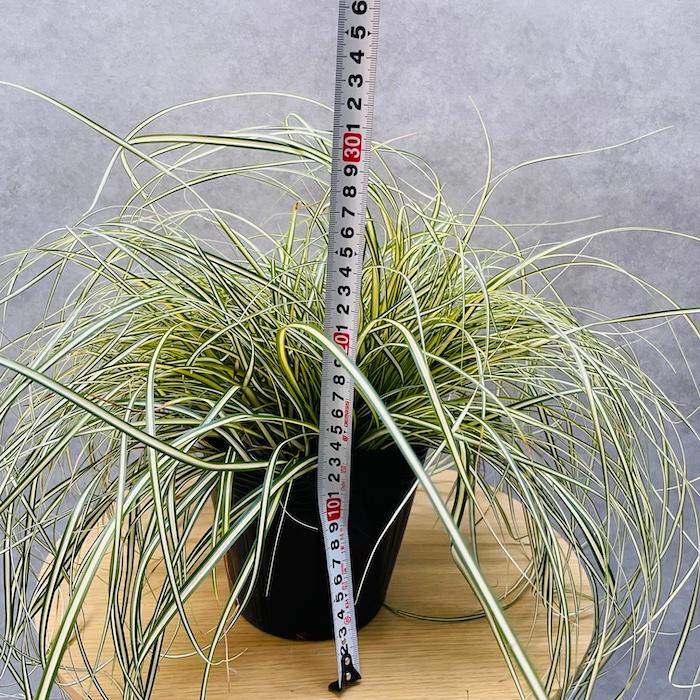 斑入り カレックス オシメンシス エヴァロロ 5株セット 15cmポット苗 常緑多年草 グランドカバー カラーリーフ 庭 寄せ植え |  | 06