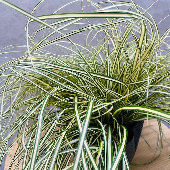 斑入り カレックス オシメンシス エヴァロロ 5株セット 15cmポット苗 常緑多年草 グランドカバー カラーリーフ 庭 寄せ植え |  | 07