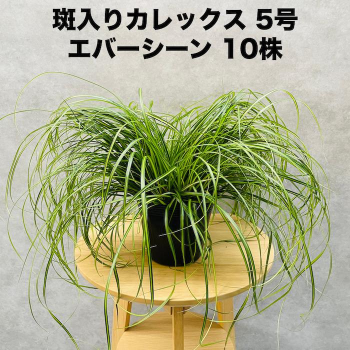 斑入り カレックス オシメンシス エバーシーン 10株セット 15cm苗 常緑