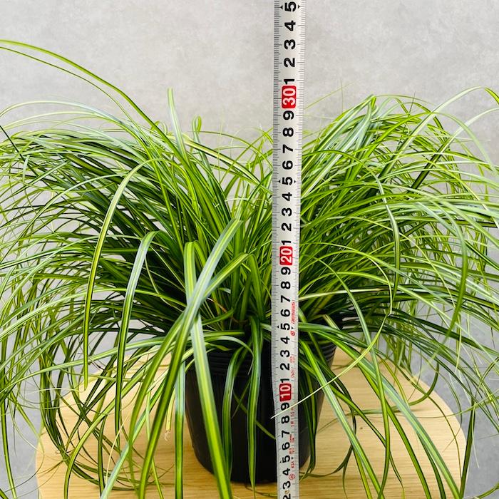 斑入り カレックス オシメンシス エバーシーン 10株セット 15cm苗 常緑