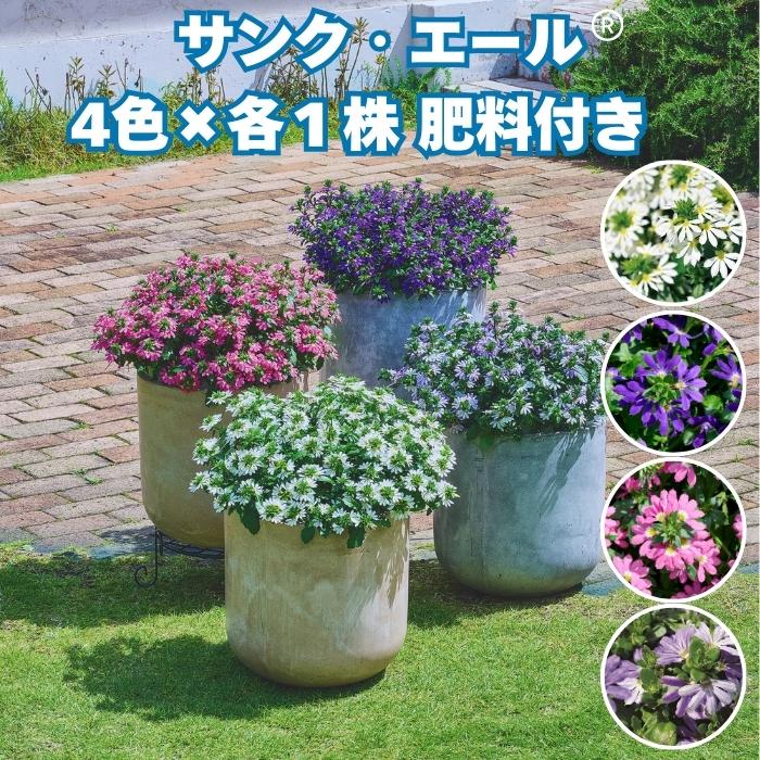 サンク・エール 苗 4色×各1株セット 3号ポット サントリーフラワーズ