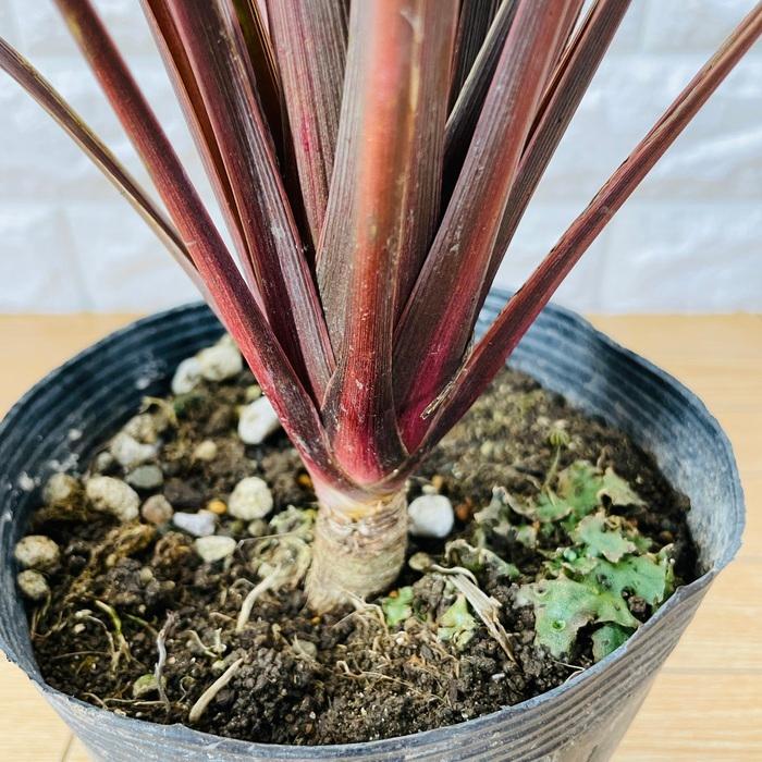 観葉植物 コルジリネ レッドスター 5号ポット 赤ドラセナ 観葉植物 コルジリネ レッドスター 5号ポット 赤ドラセナ