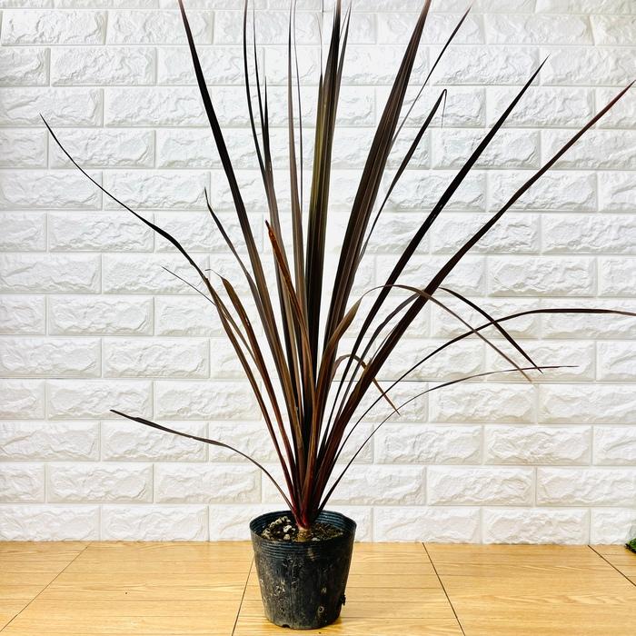 観葉植物 コルジリネ レッドスター 5号ポット 赤ドラセナ 観葉植物 コルジリネ レッドスター 5号ポット 赤ドラセナ
