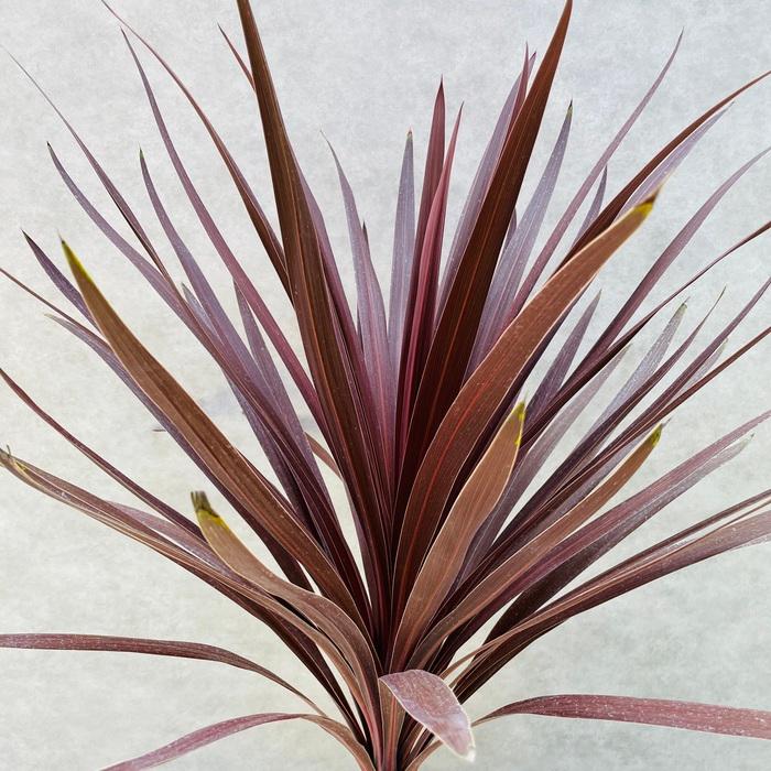 レッドスター　コルジリネ 赤ドラセナ　根巻　28 レッドスター コルジリネ 赤ドラセナ 根巻 28 - メルカリ