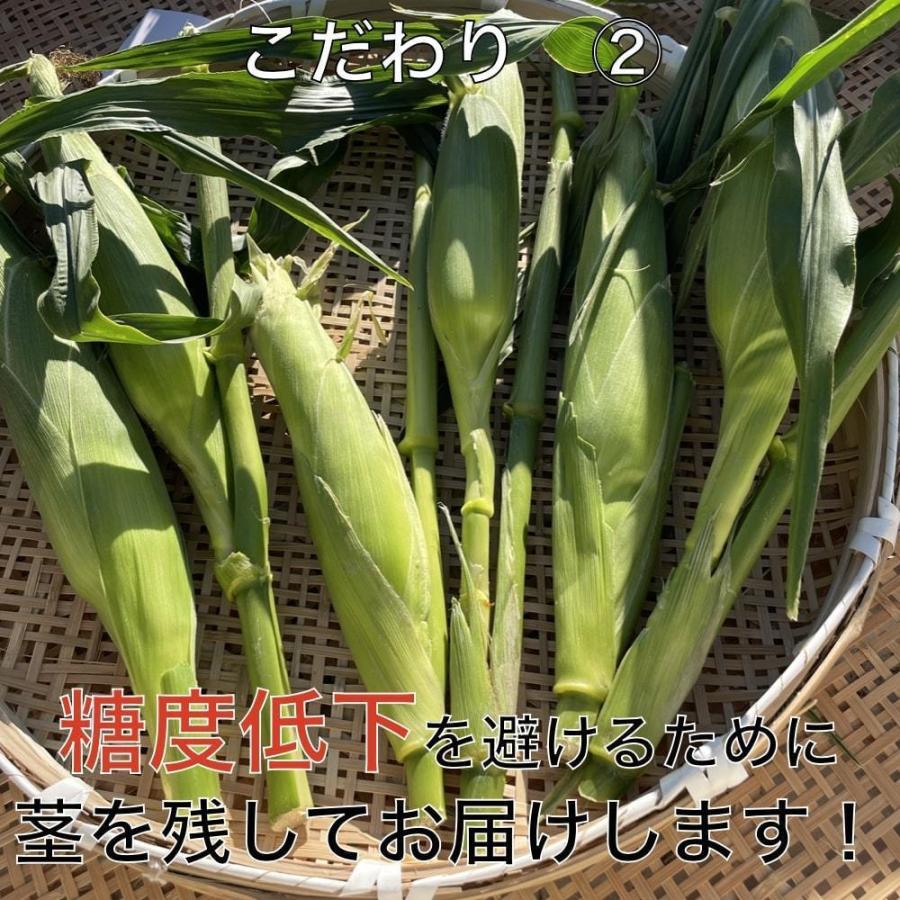 7月上旬発送 朝採れ とうもろこし 20kg 極甘品種おおもの 48本前後（20.5kg以上) 2Lから3Lサイズ トウモロコシ 