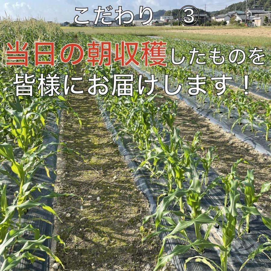 7月上旬発送 朝採れ とうもろこし 20kg 極甘品種おおもの 48本前後（20.5kg以上) 2Lから3Lサイズ トウモロコシ 