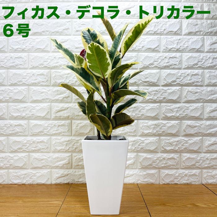 観葉植物 ゴムの木 フィカス・デコラ・トリカラー 6号鉢 苗木 鉢植え