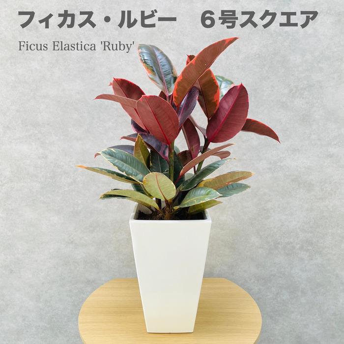 観葉植物 ゴムの木 フィカス ルビー 6号鉢 苗木 鉢植え ゴムノキ おしゃれなインテリア お祝い プレゼントギフト | 