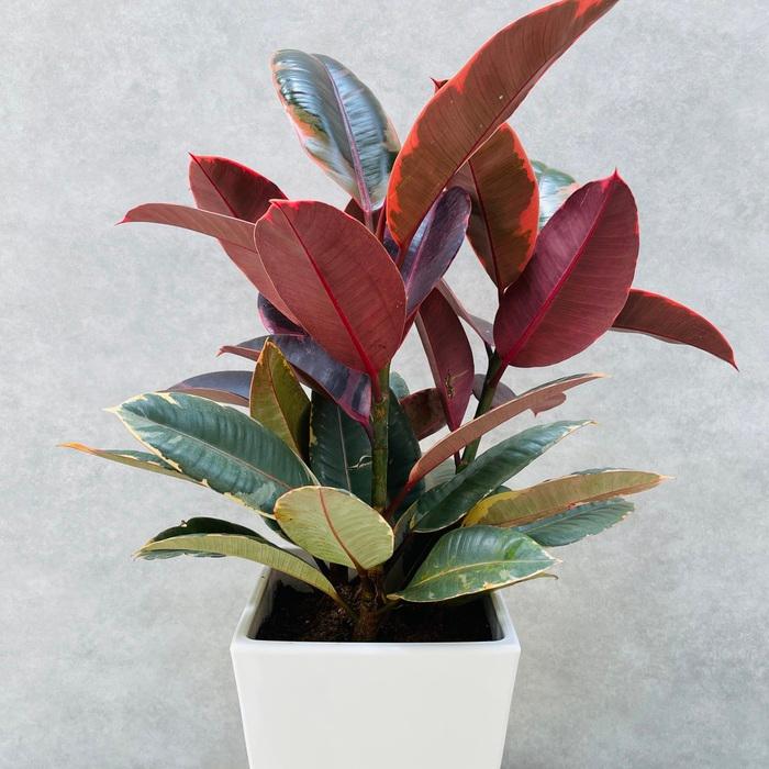 観葉植物 ゴムの木 フィカス ルビー 6号鉢 苗木 鉢植え ゴムノキ おしゃれなインテリア お祝い プレゼントギフト |  | 01