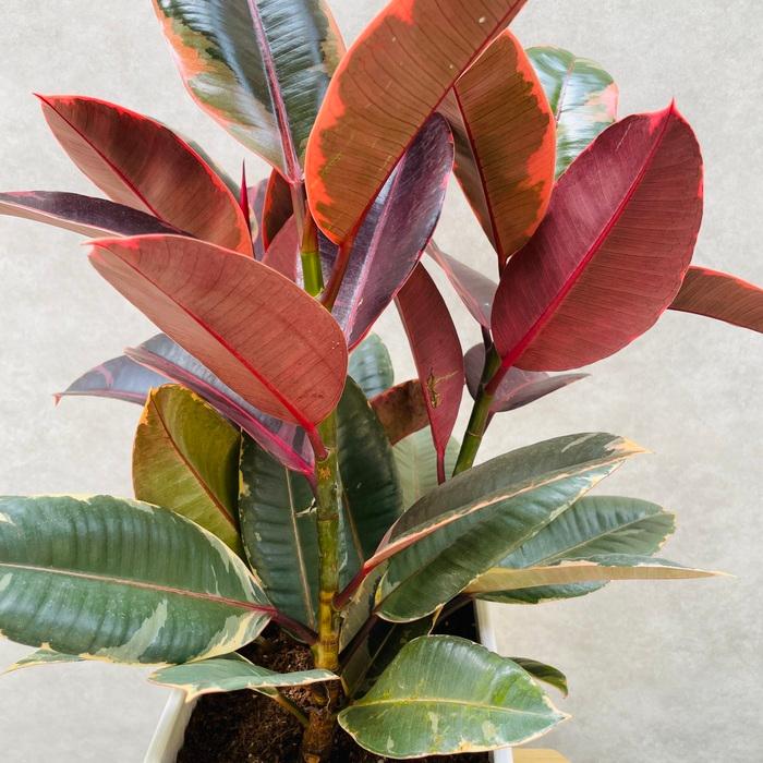 観葉植物 ゴムの木 フィカス ルビー 6号鉢 苗木 鉢植え ゴムノキ おしゃれなインテリア お祝い プレゼントギフト |  | 02