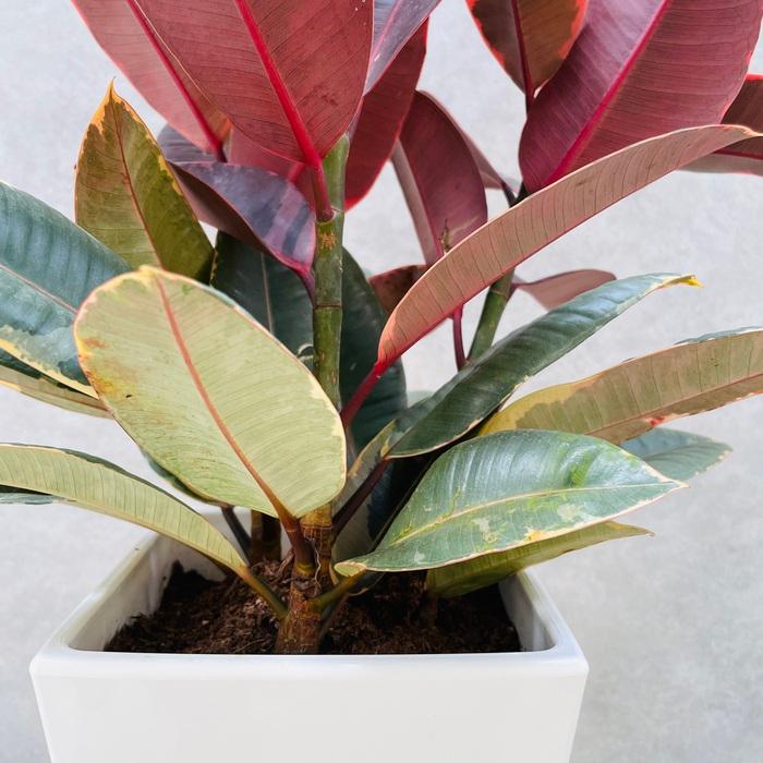 観葉植物 ゴムの木 フィカス ルビー 6号鉢 苗木 鉢植え ゴムノキ おしゃれなインテリア お祝い プレゼントギフト |  | 03