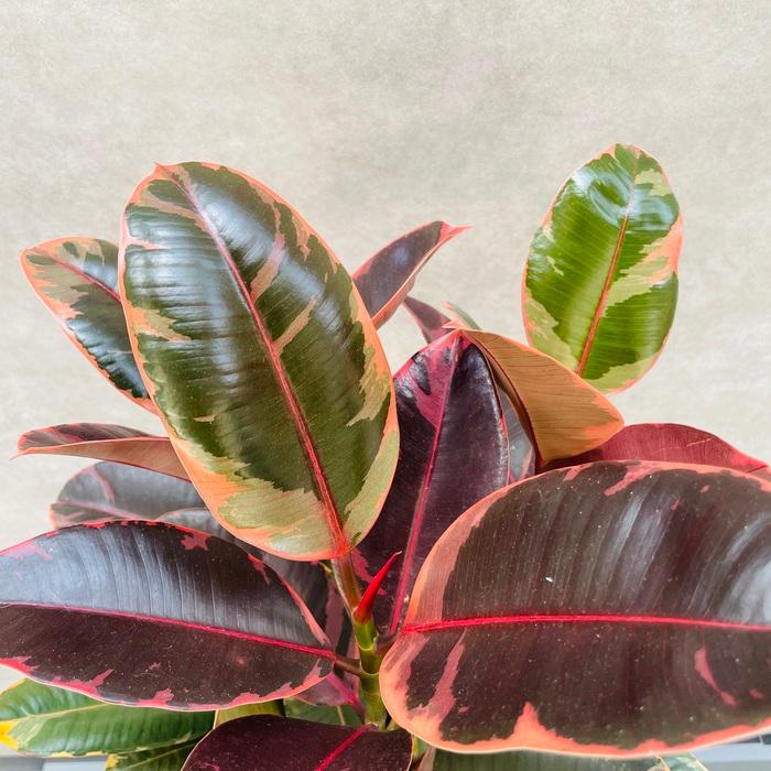 観葉植物 ゴムの木 フィカス ルビー 6号鉢 苗木 鉢植え ゴムノキ おしゃれなインテリア お祝い プレゼントギフト |  | 04