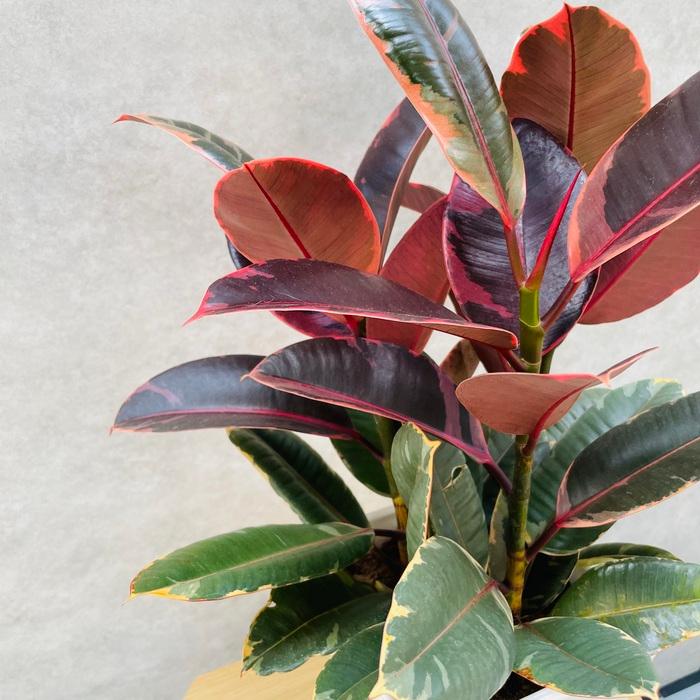 観葉植物 ゴムの木 フィカス ルビー 6号鉢 苗木 鉢植え ゴムノキ おしゃれなインテリア お祝い プレゼントギフト |  | 05