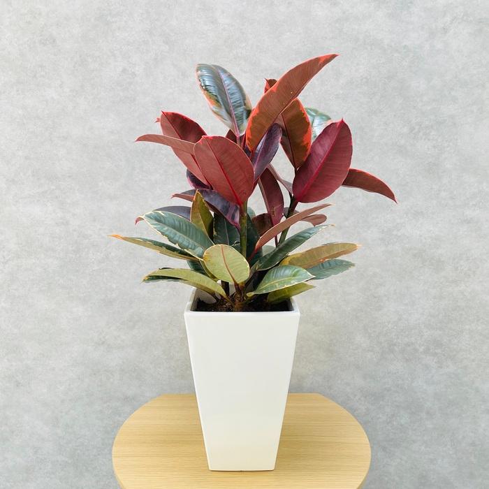 観葉植物 ゴムの木 フィカス ルビー 6号鉢 苗木 鉢植え ゴムノキ おしゃれなインテリア お祝い プレゼントギフト |  | 07