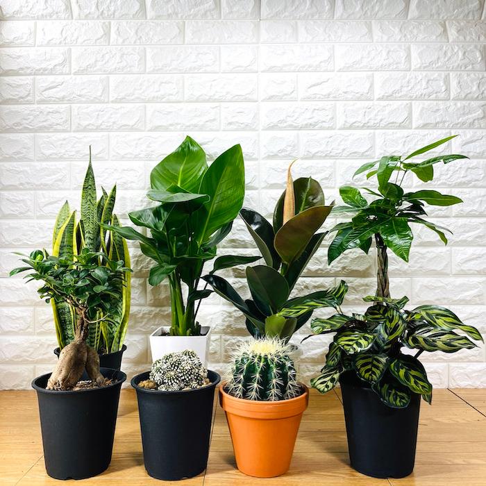 観葉植物 選べる可愛いサイズの５号鉢 パキラ ロブスター ゴムの木 オーガスタ サンスベリア ガジュマル サボテン 金鯱 銀毛玉 カラテア・マコヤナ |  | 18
