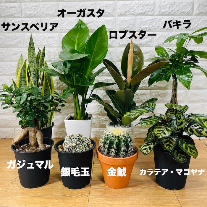 観葉植物 選べる可愛いサイズの５号鉢 パキラ ロブスター ゴムの木 オーガスタ サンスベリア ガジュマル サボテン 金鯱 銀毛玉 カラテア・マコヤナ |  | 09