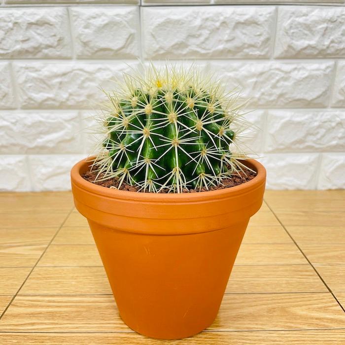 観葉植物 選べる可愛いサイズの５号鉢 パキラ ロブスター ゴムの木 オーガスタ サンスベリア ガジュマル サボテン 金鯱 銀毛玉 カラテア・マコヤナ |  | 12