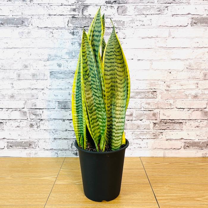 観葉植物 選べる可愛いサイズの５号鉢 パキラ ロブスター ゴムの木 オーガスタ サンスベリア ガジュマル サボテン 金鯱 銀毛玉 カラテア・マコヤナ |  | 13