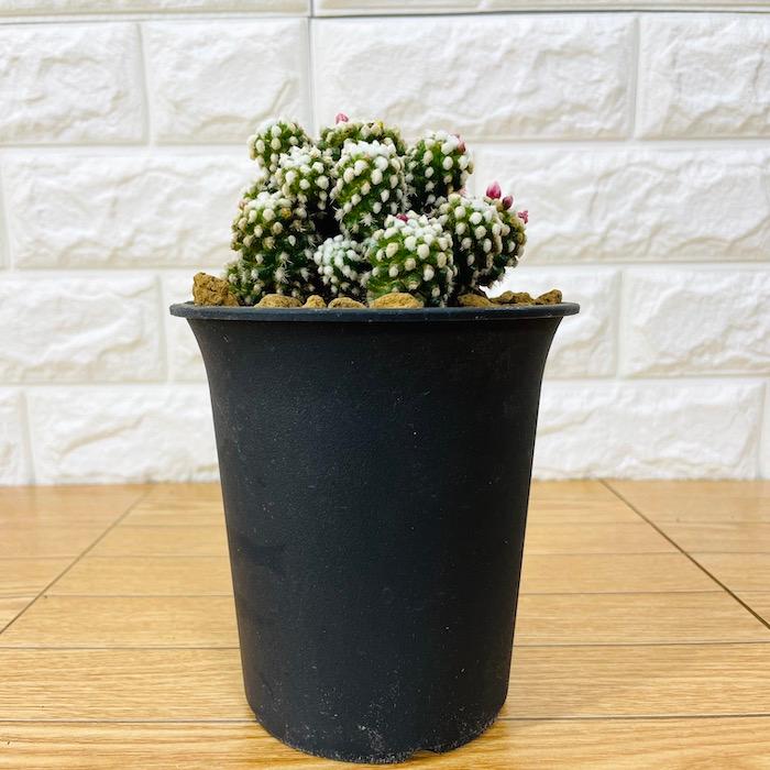 観葉植物 選べる可愛いサイズの５号鉢 パキラ ロブスター ゴムの木 オーガスタ サンスベリア ガジュマル サボテン 金鯱 銀毛玉 カラテア・マコヤナ |  | 15