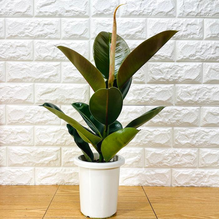 観葉植物 選べる可愛いサイズの５号鉢 パキラ ロブスター ゴムの木 オーガスタ サンスベリア ガジュマル サボテン 金鯱 銀毛玉 カラテア・マコヤナ |  | 17