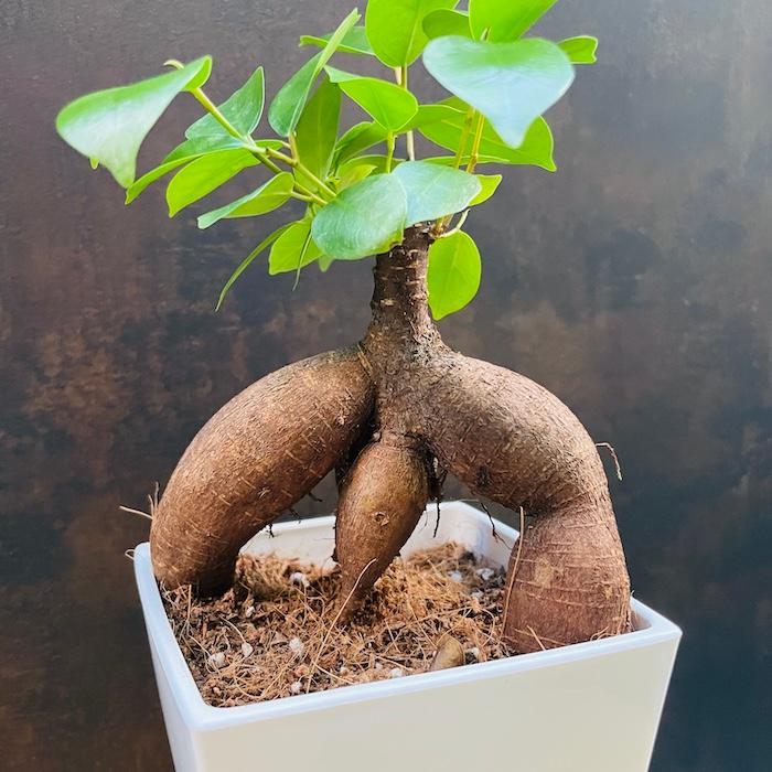 ガジュマルの木 観葉植物 4号鉢苗 盆栽 小さいミニサイズ おしゃれな