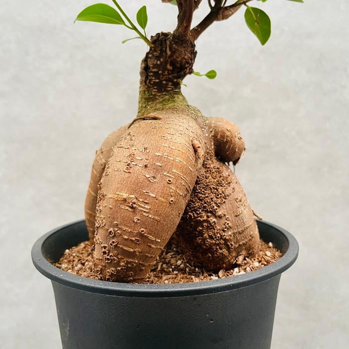 ガジュマルの木 観葉植物 5号鉢苗 盆栽 小さいミニサイズ おしゃれな